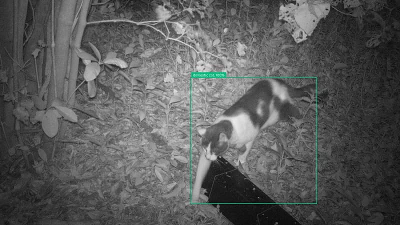 Camera trap capture: domestic cat, 100%