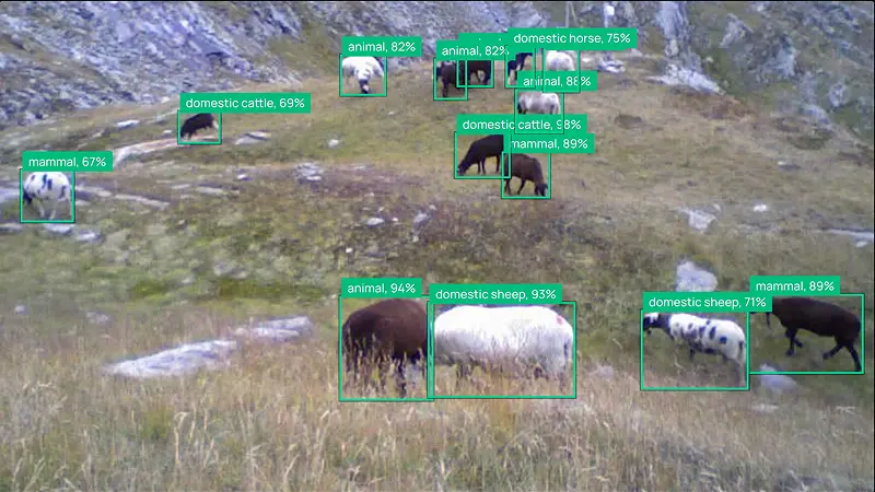 Camera trap capture: domestic sheep, 93%
