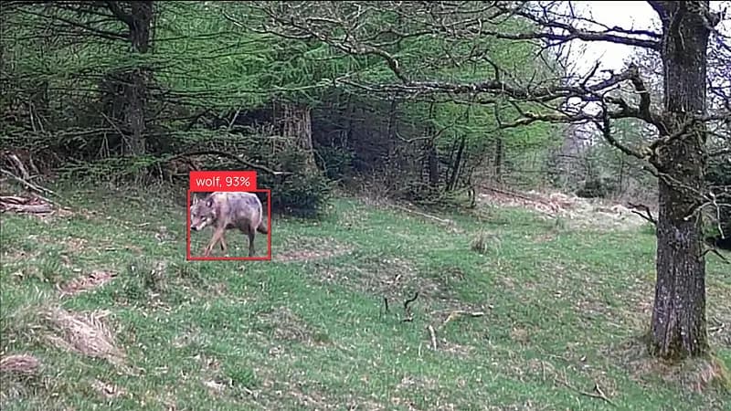 Camera trap capture: wolf, 93%
