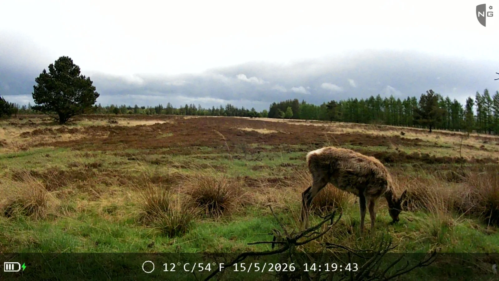 European roe deer grazing on heath, identified by Animal Detect