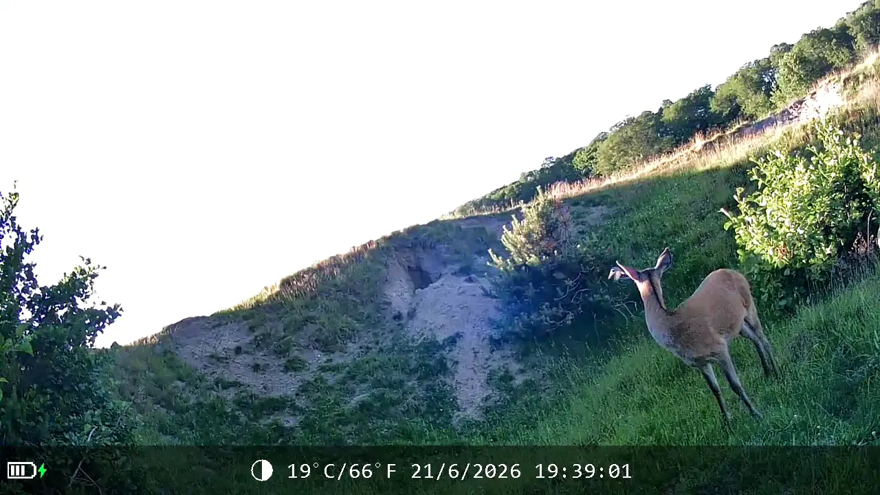 Camera trap capture: deer at golden hour