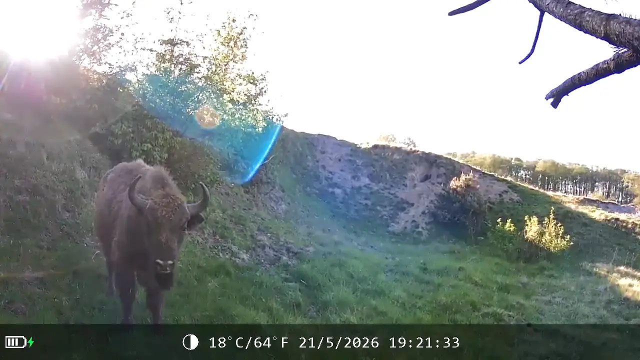 European bison photographed by a connected camera