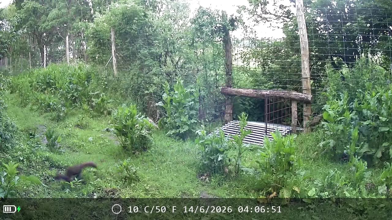 Camera trap capture: empty forest scene
