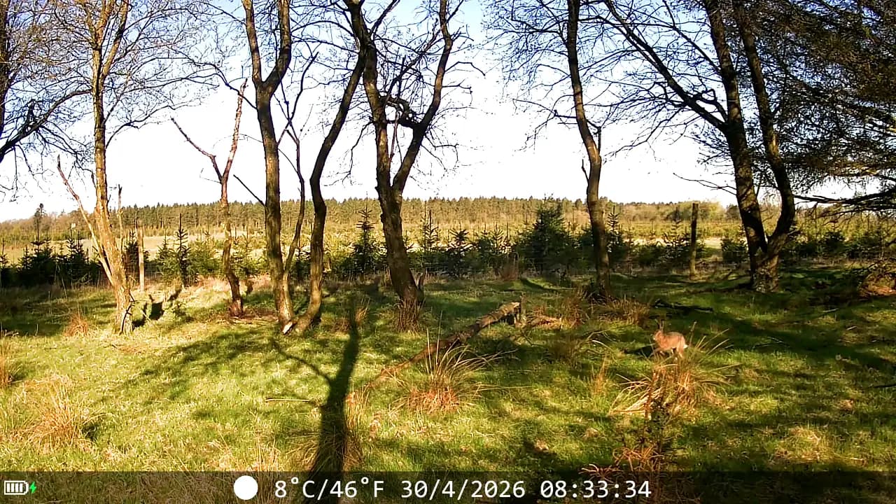 Camera trap capture: European hare