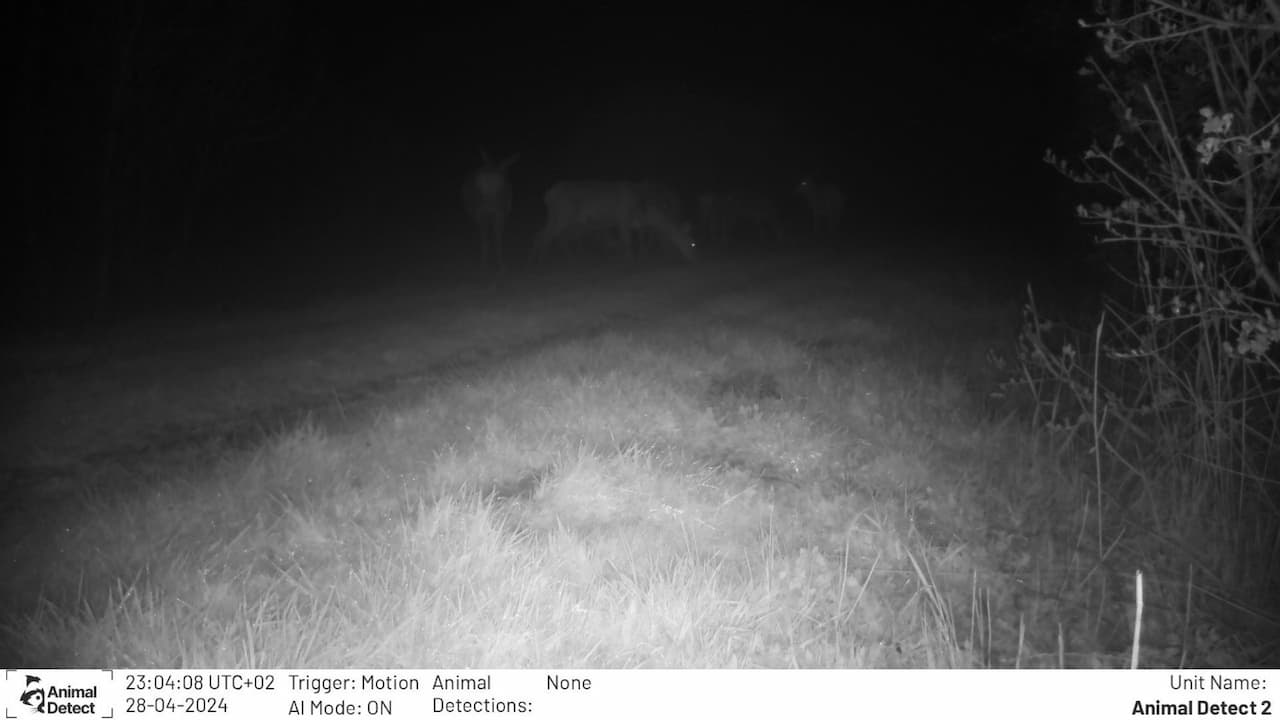 Example of one night image taken by Animal Detect