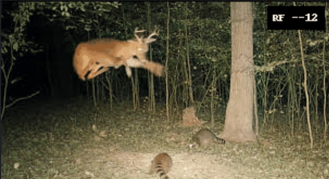 Using a GAN to Colorize Wildlife Night Images 
