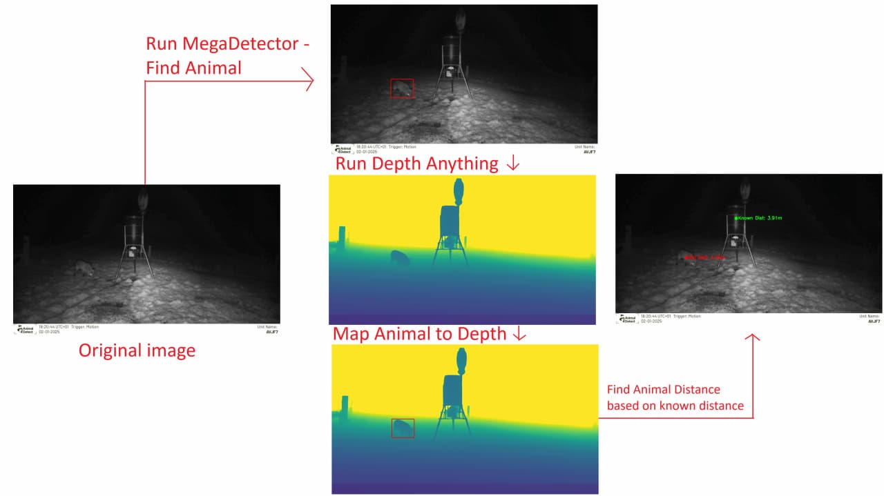 How Far is This Animal? Depth Estimation for Wildlife Images