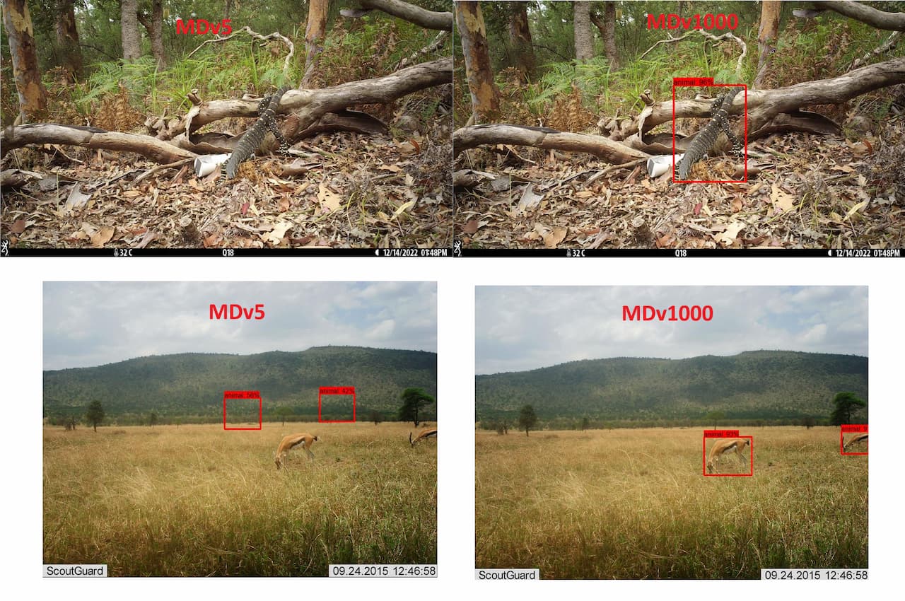 New (impoved) MegaDetector models! MegaDetector1000