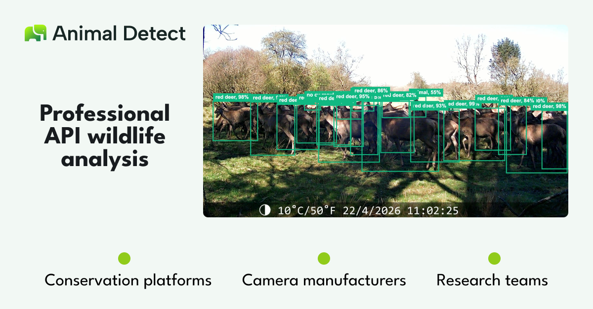 Professional API for Wildlife Image Recognition