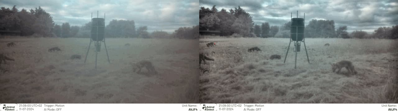 Simple Way to Reduce Blurriness of Wildlife Images