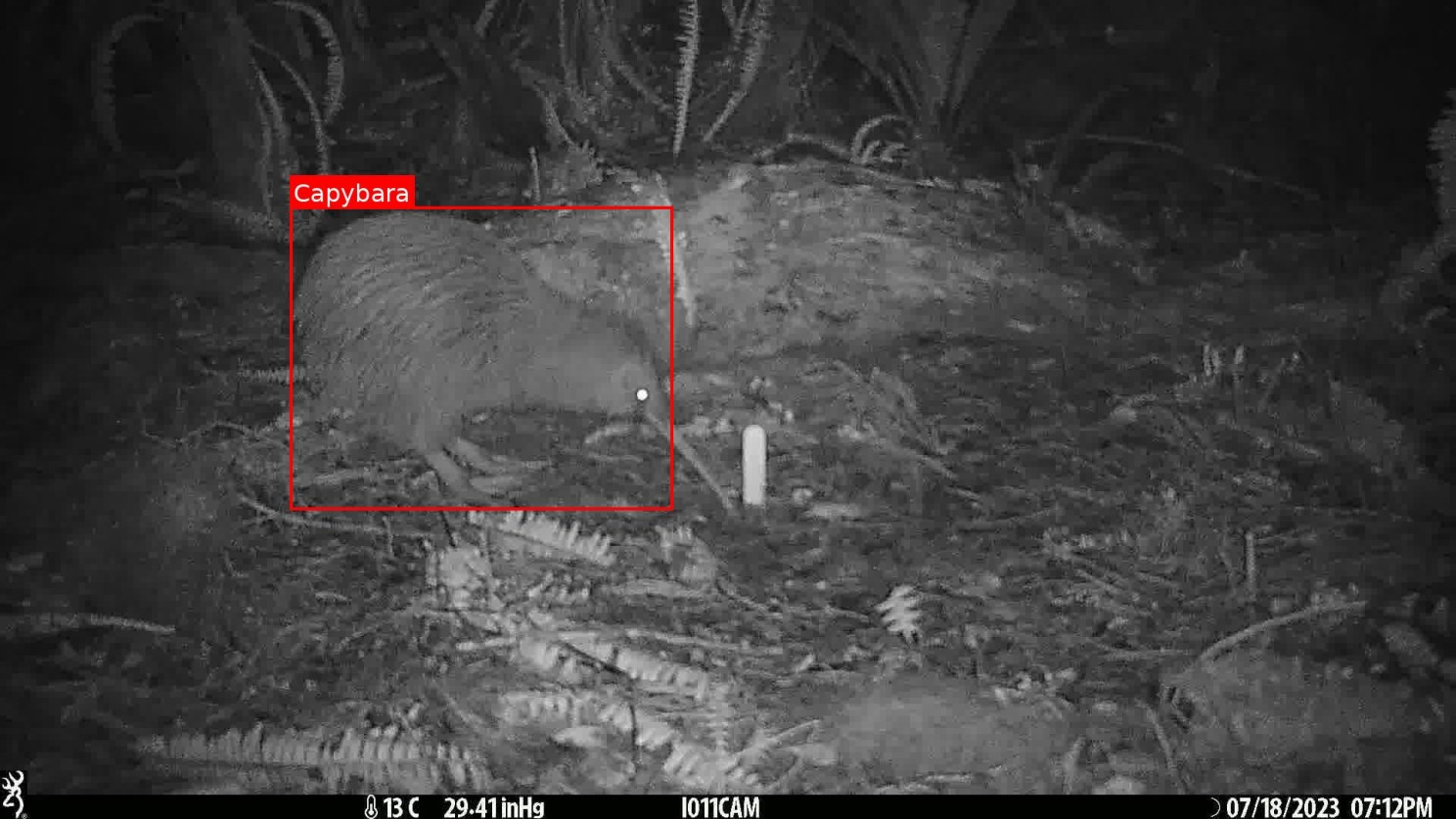 Hmmm? The Kiwi for whatever reason has a hard time fitting in.