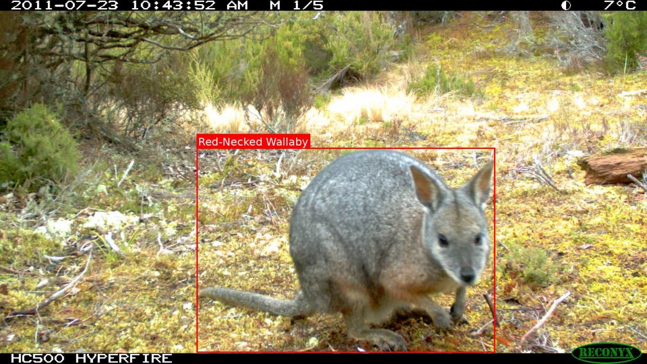 SpeciesNet – A Global AI-Powered Wildlife Classifier