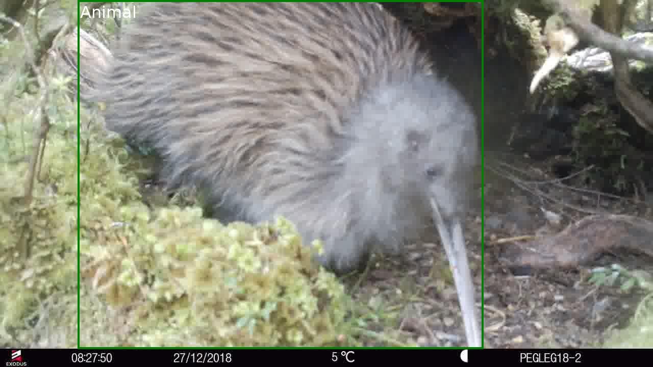 Poor Kiwi :(
