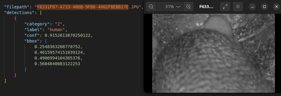 animal_detect_blog_speciesnet_results.png