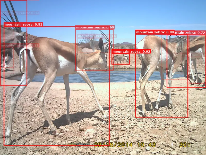 animal_detect_blog_speciesnet_same_class_example.webp
