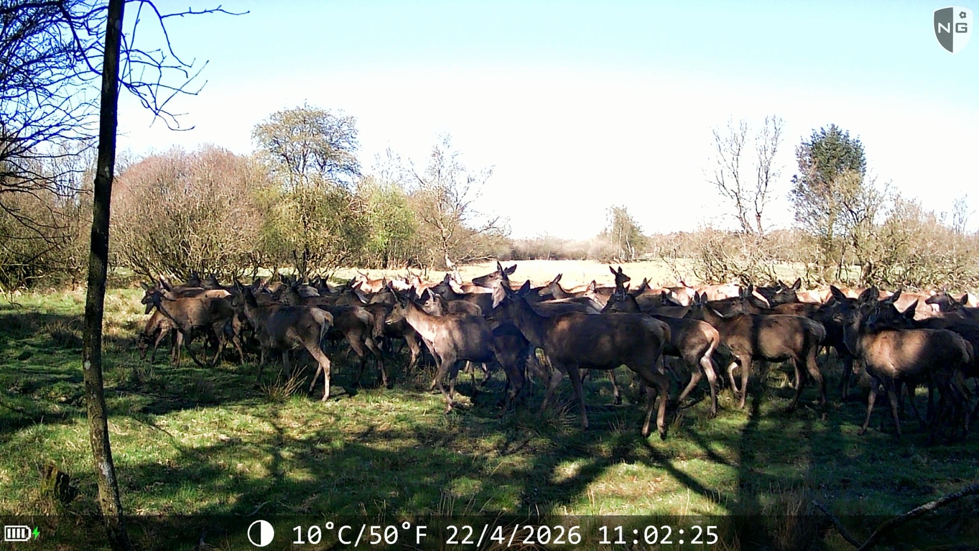 Red deer herd in a Danish nature area