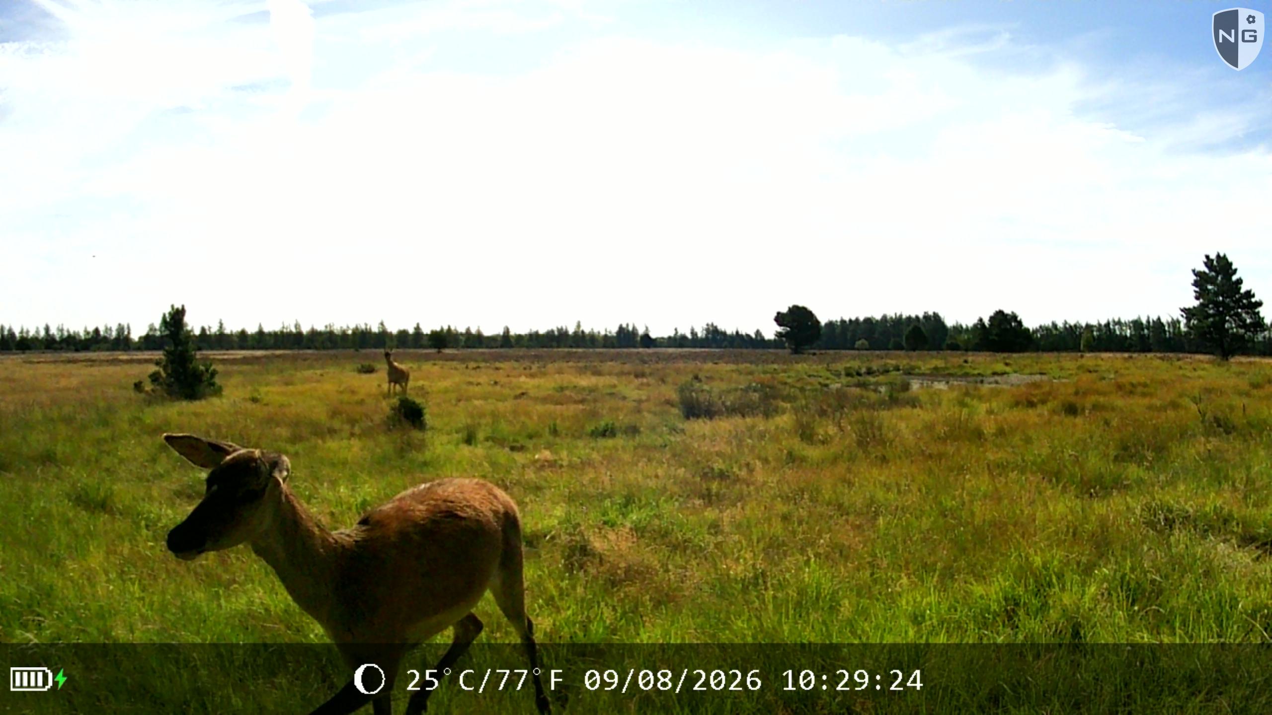 Red deer, daylight
