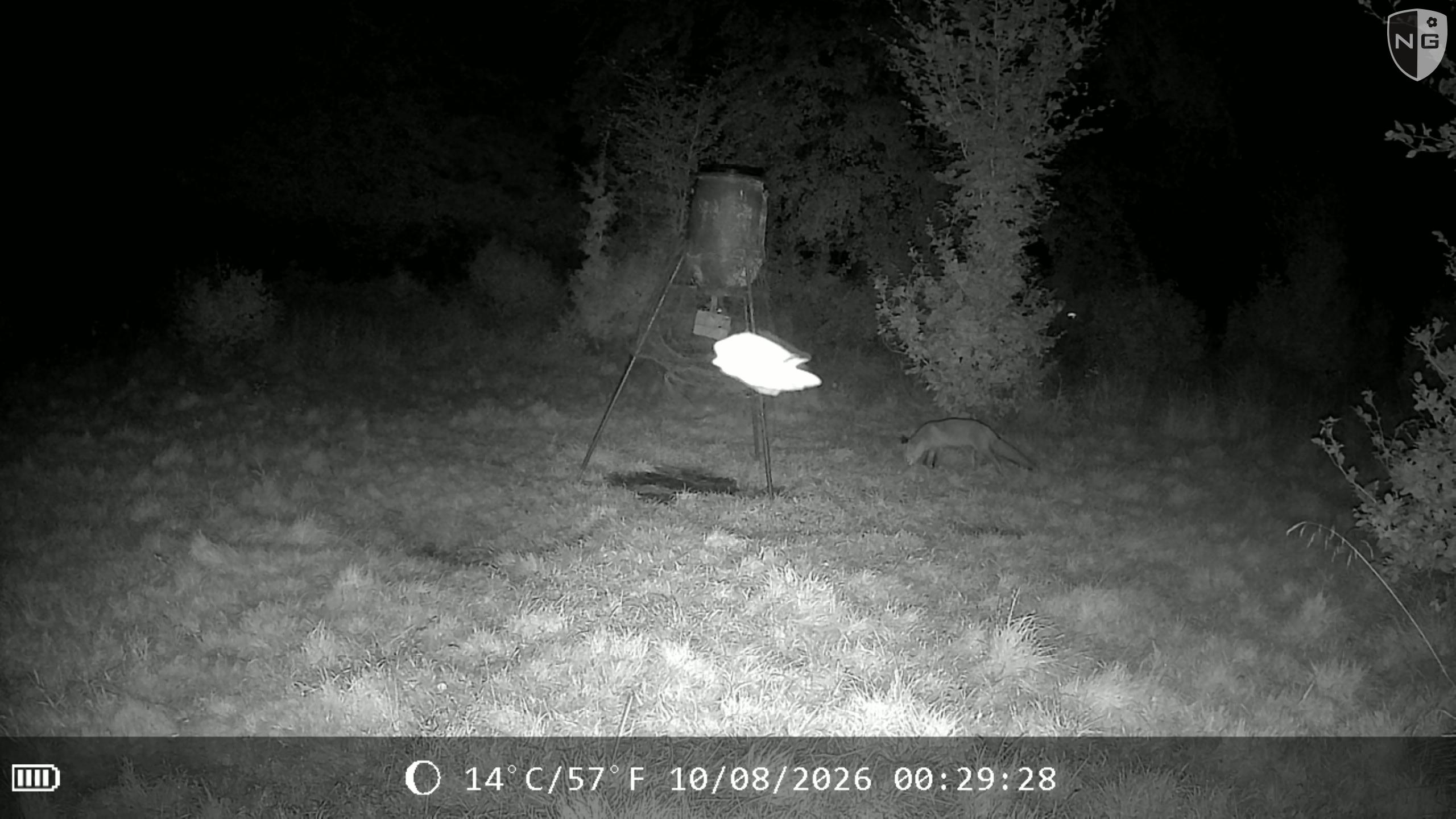Red fox at a feeder, night