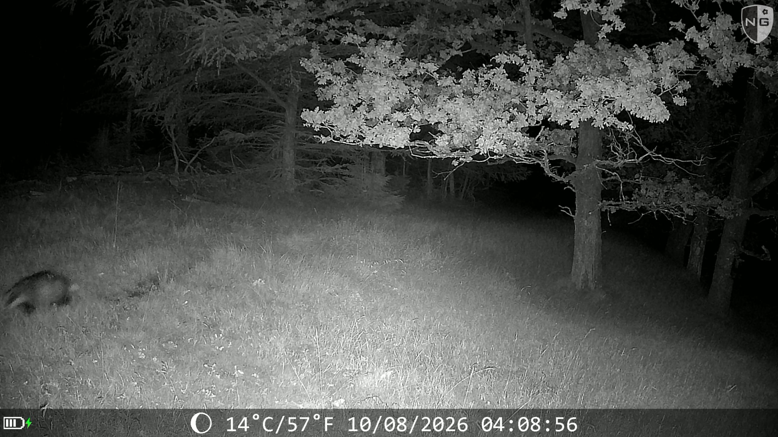 Badger, infrared night shot